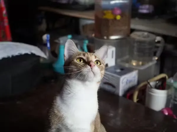Um dos gatos que foi resgatado pela polícia